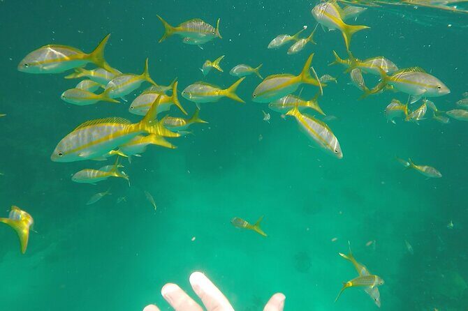 3 Hour Private Snorkeling in Marathon Florida - Key points to know before you go