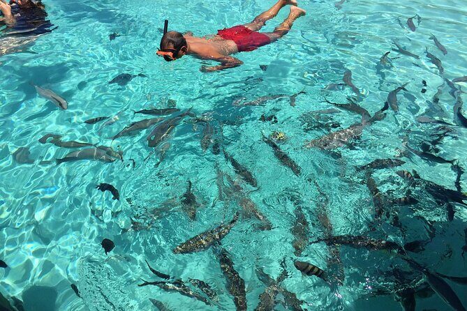 3 Hour Private Snorkeling in Marathon Florida - Snorkeling time, sandbar breaks, and shelling options
