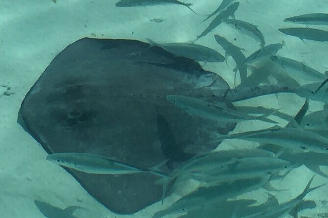 3 Hour Private Snorkeling in Marathon Florida - Price and logistics: is $720 worth it?