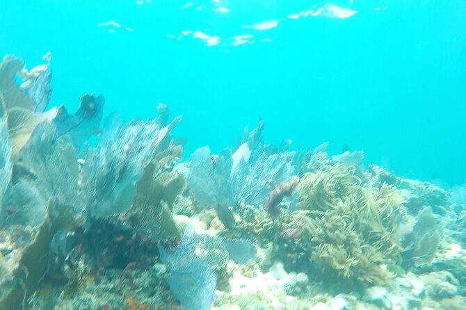 3 Hour Private Snorkeling in Marathon Florida - A few smart prep tips before you step off the boat