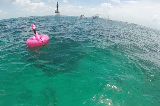 3 Hour Private Snorkeling in Marathon Florida - Sombrero Lighthouse or Coffins Patch: where you’ll snorkel