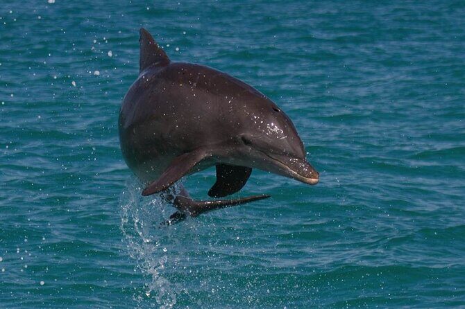 Biologist Owned & Operated: Dolphin Watching & Guided Snorkeling - Dolphin Watching and Snorkeling: Key Highlights at a Glance