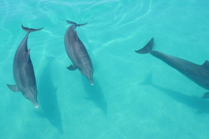 Biologist Owned & Operated: Dolphin Watching & Guided Snorkeling - Price and Value: How $143.05 Fits a Small-Group 4-Hour Day