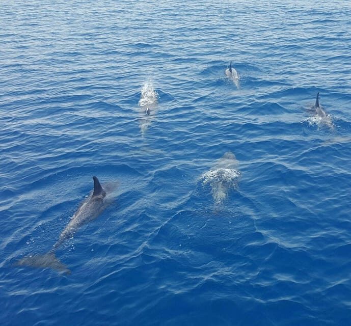 Captain's Choice: Dolphin Watch Sunset Sail - Quick hits before you go