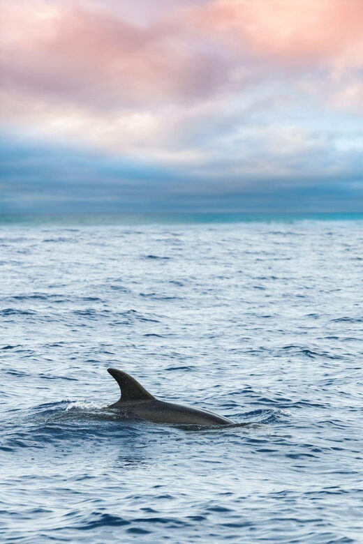 Captain's Choice: Dolphin Watch Sunset Sail - Should you book Captain’s Choice Dolphin Watch Sunset Sail?