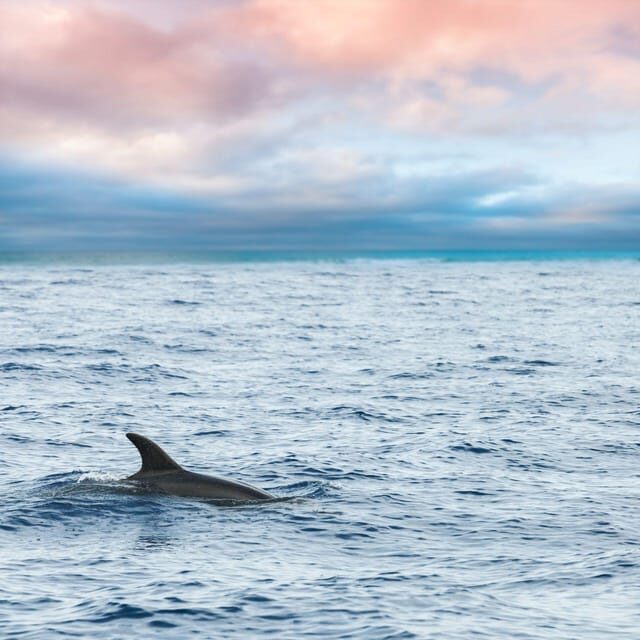 Captain's Choice: Dolphin Watch Sunset Sail - Why this dolphin watch sunset sail feels like more than a typical group tour