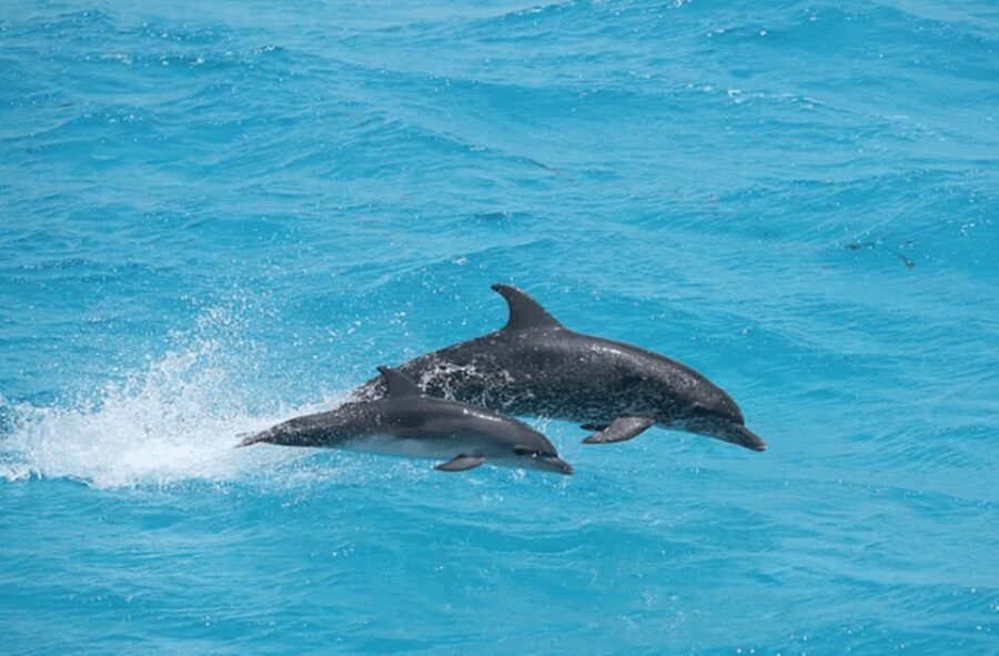 Captain's Choice: Dolphin Watch Sunset Sail - Price and value: is $89 worth it in Key West?