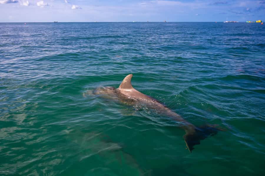 Dolphin & Snorkeling Key West - Why this Key West Dolphin, Snorkel & Sandbar tour feels more like a vacation