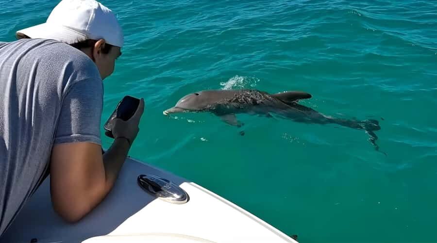 Dolphin & Snorkeling Key West - The sandbar stop: why “chilling” is the right final act