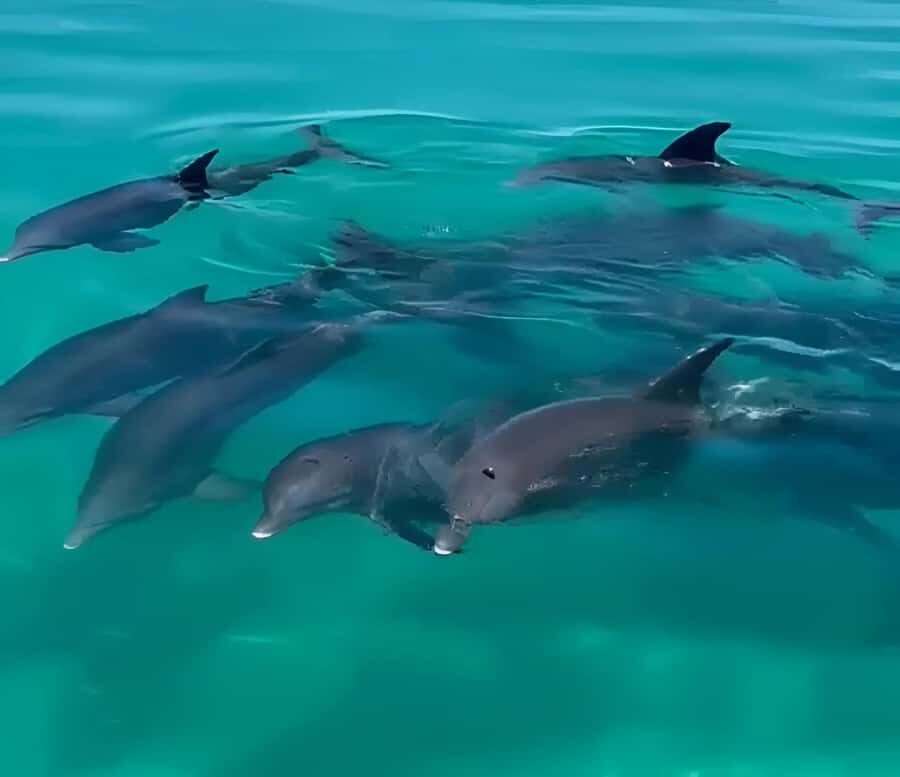 Dolphin & Snorkeling Key West - Things to bring and rules that keep the tour smooth