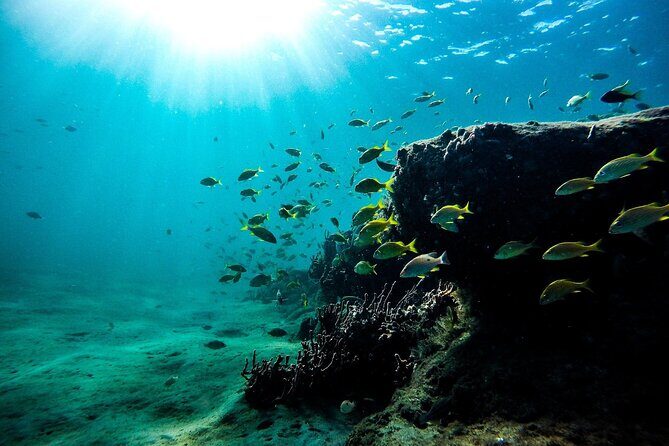 Dolphin Watching and Snorkeling Adventure in Key West - Practical tips that make this a smoother 3.5 hours