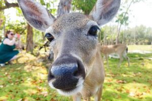 Florida Keys Nature & History Tour from Key West - 7-Mile Bridge storytelling: modern views with older rail history