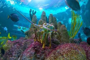 Full-Day Tour of Florida Keys Including Aquarium Encounters from Key West - National Key Deer Refuge Safari: Spot the Smallest Deer in North America
