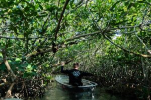 Guided Clear Kayak Eco-Tour Near Key West - Price and Value for $79: What You’re Really Paying For
