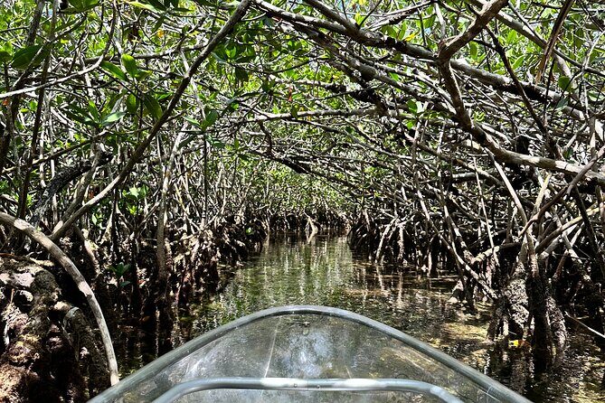 Guided Clear Kayak Eco-Tour Near Key West - Who This Tour Suits Best (and Who Might Feel Frustrated)