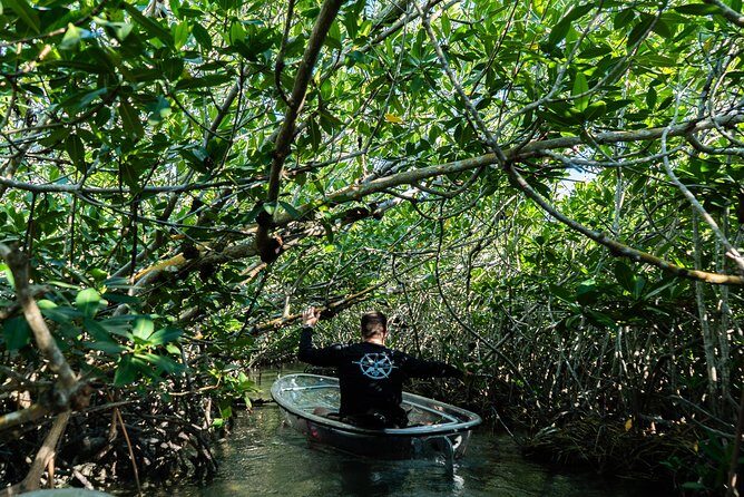 Guided Clear Kayak Eco-Tour Near Key West - Price and Value for $79: What You’re Really Paying For