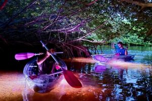Guided Night Kayak Adventure Tour in Luminous Lagoon - Stop 1: The Mangrove Ride Under Starlight
