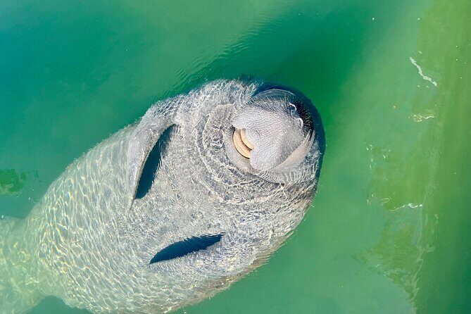 Half-Day Morning Trip from Key West with Kayaking and Snorkeling - Snorkeling in Clear Water: Great When It Clicks, Different for Everyone
