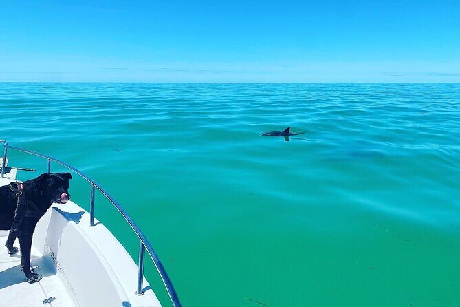 Island Hop Sandbar Adventure - What marine life you can realistically expect