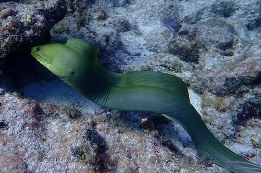 Key Largo: Snorkeling Trip - Key Points You Should Know Before You Go