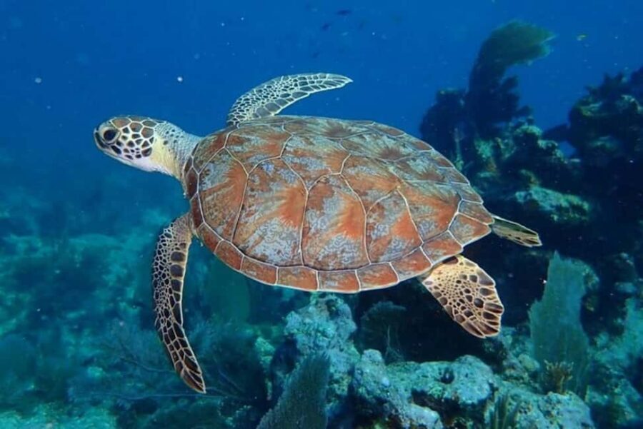 Key Largo: Snorkeling Trip - Why Key Largo Reefs Are Worth Your Time