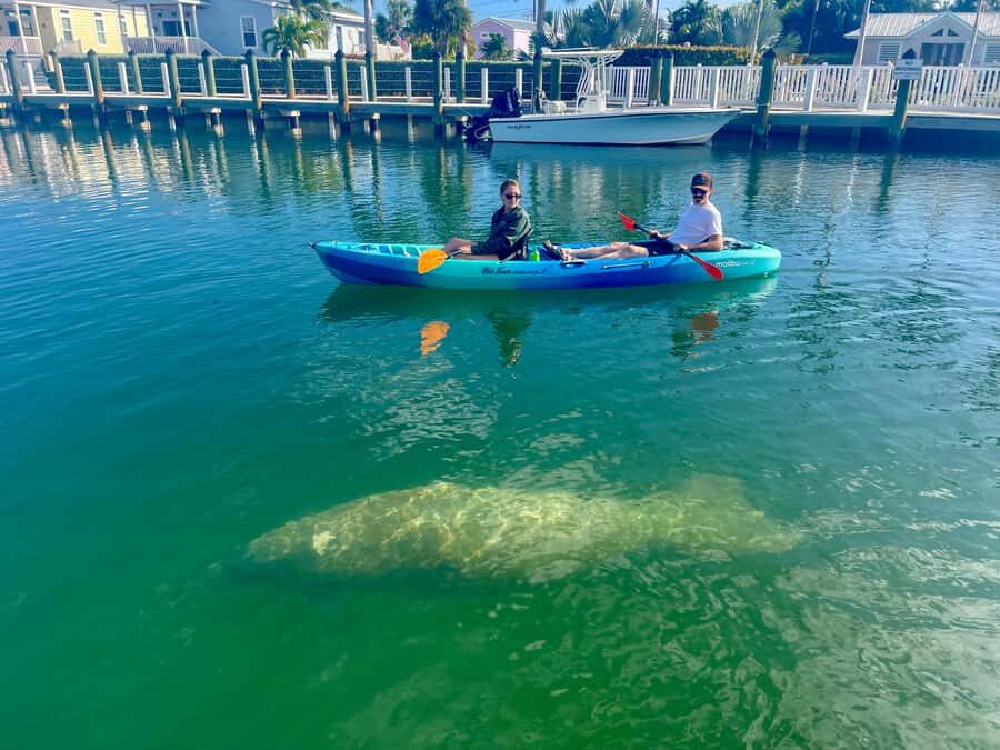 Key West: 2-hour Mangrove Kayak Tour - Wildlife Spotting: What You Can Actually Look For