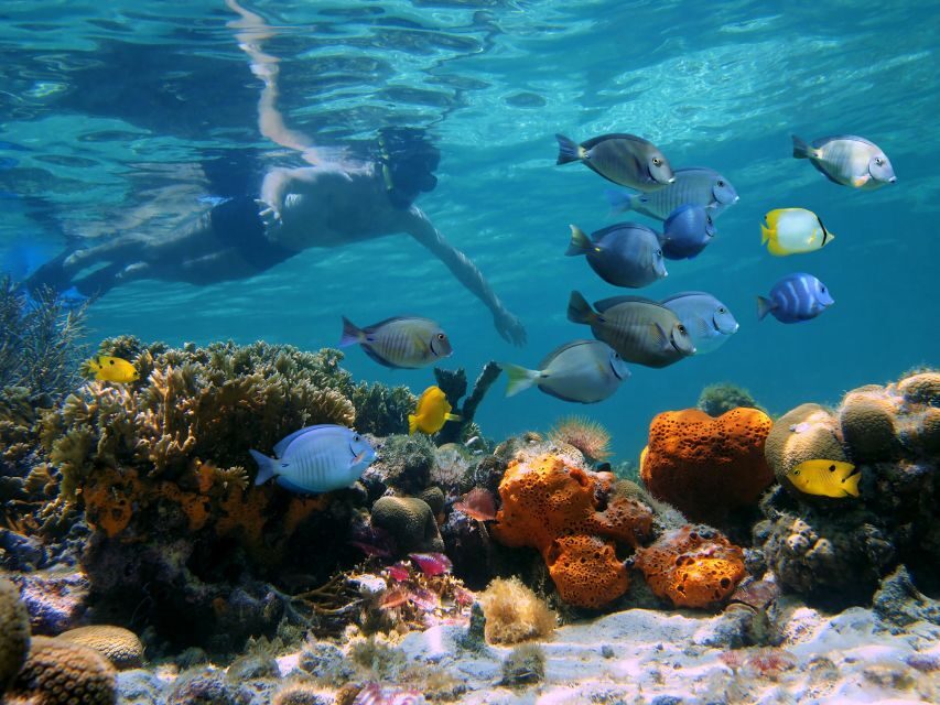Key West: 2 Reef Snorkel With Sunset Cruise, Includes Drinks - Key Points to Know Before You Go