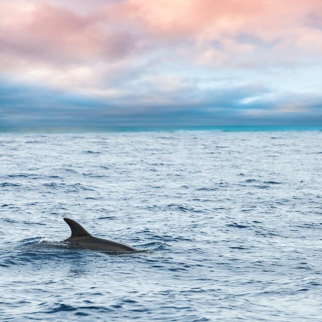 Key West: Afternoon Catamaran Sail and Dolphin Watch - Key takeaways before you pick a time slot
