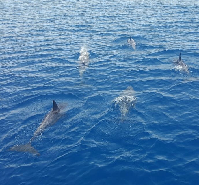 Key West: Afternoon Catamaran Sail and Dolphin Watch - Value check: is $59 per person a smart deal?