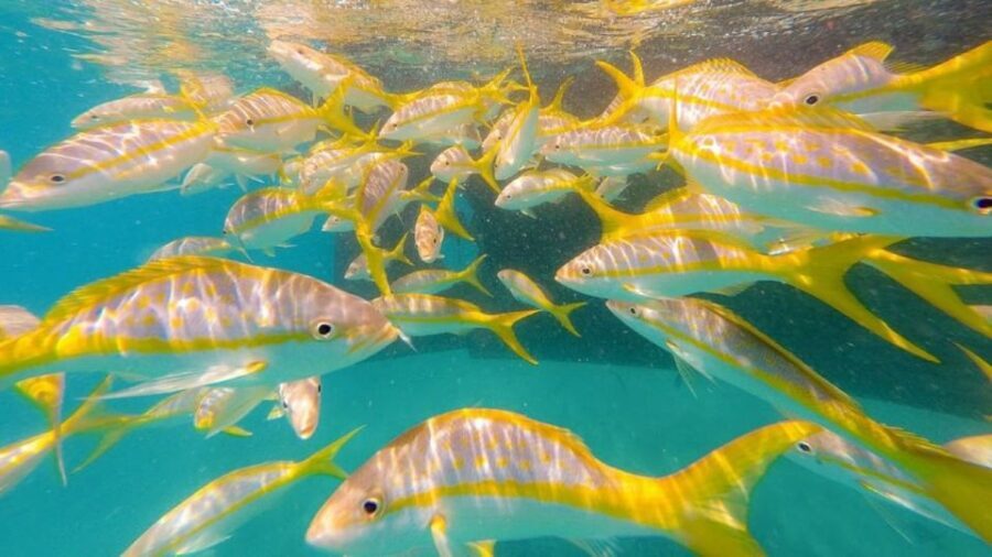 Key West: Afternoon Reef Snorkel Tour with Open Bar - What to Bring So You Don’t Spend Your Trip Unprepared