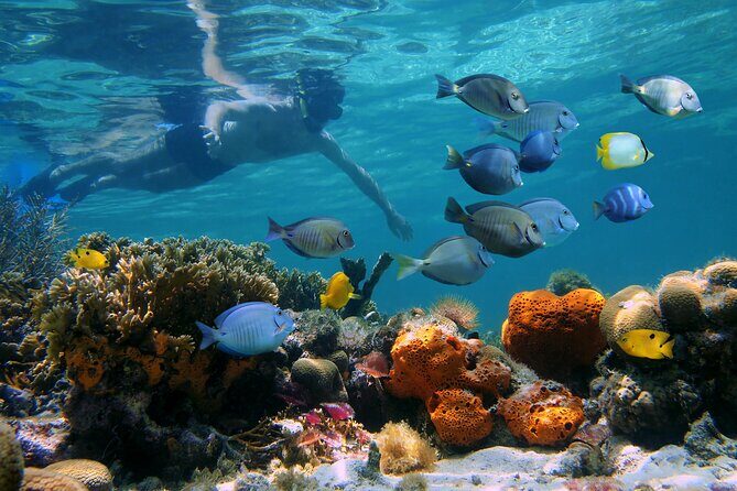 Key West Afternoon Reef Snorkeling with Open Bar - Crew and safety: what good instruction changes