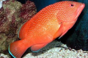 Key West Aquarium Admission - Timing in the real world: How long to plan and when to show up