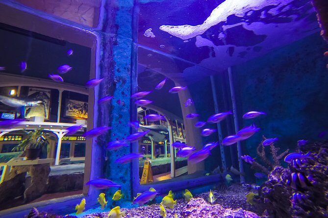 Key West Aquarium Admission - Atlantic Shores: The 50,000-gallon mangrove exhibit that ties it all together