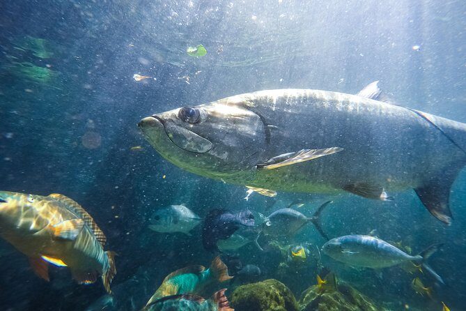 Key West Aquarium Admission - Sea turtles and conservation tours: Why it’s more than a show