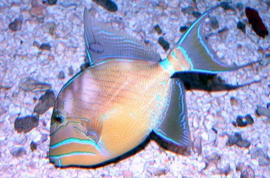 Key West Aquarium Tickets - The Atlantic Shores Exhibit: Mangroves and a 50,000-Gallon Tank