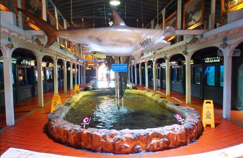 Key West Aquarium Tickets - How the Feeding Shows Work (and How to Plan for Them)