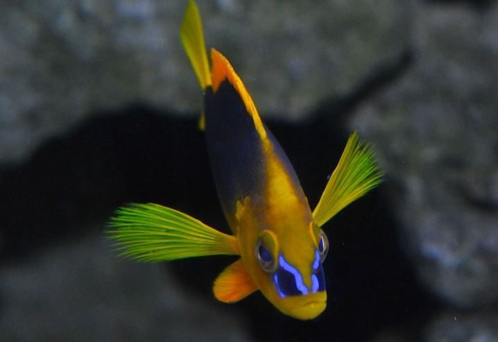 Key West Aquarium Tickets - Value Check: Is $22 Worth It?