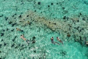 Key West Dolphin and Snorkel Experience - Florida Keys National Marine Sanctuary Cruise: The Main Event