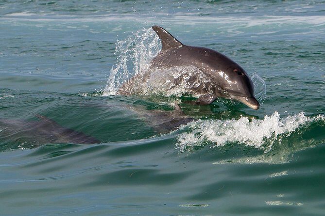 Key West Dolphin and Snorkel Experience - Dolphins in the Wild: What to Expect (and What to Plan For)