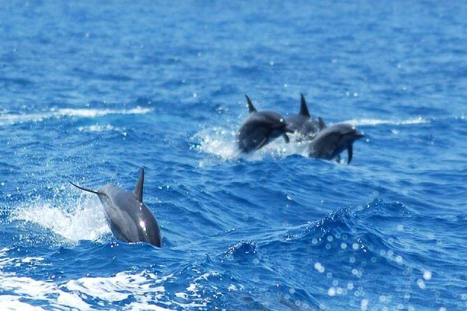 Key West Dolphin and Snorkel Experience - Snorkeling With Provided Gear: For Newbies, With Real-World Caveats