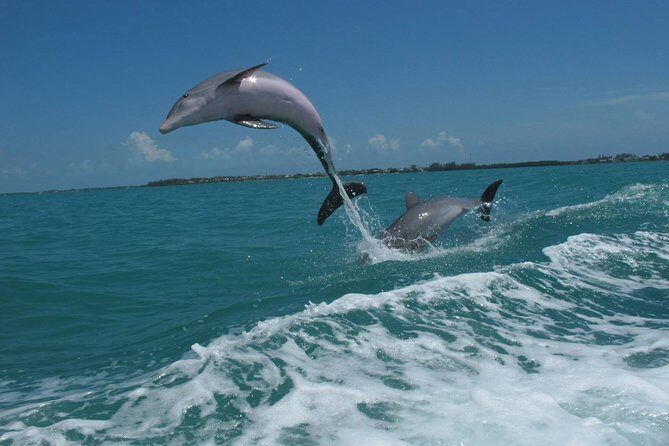 Key West Dolphin and Snorkel Experience - Maximizing Your Day: How the Crew Makes the Difference