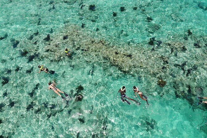 Key West Dolphin and Snorkel Experience - Florida Keys National Marine Sanctuary Cruise: The Main Event