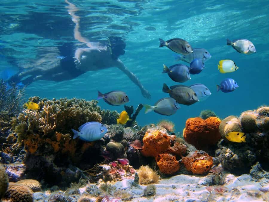 Key West: Dolphin & Reef Snorkel Trip with Sunset Option - Morning vs evening: how the sunset option changes the feel