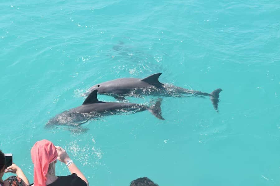 Key West: Dolphin & Reef Snorkel Trip with Sunset Option - Price and value: is $76 reasonable for 3 hours?