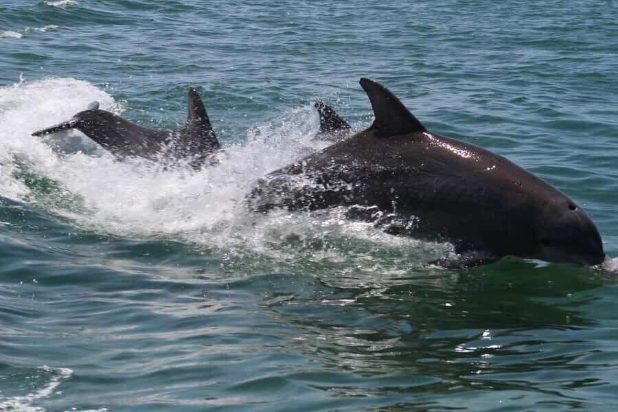 Key West: Dolphin & Reef Snorkel Trip with Sunset Option - Who should book this dolphin and reef snorkeling trip