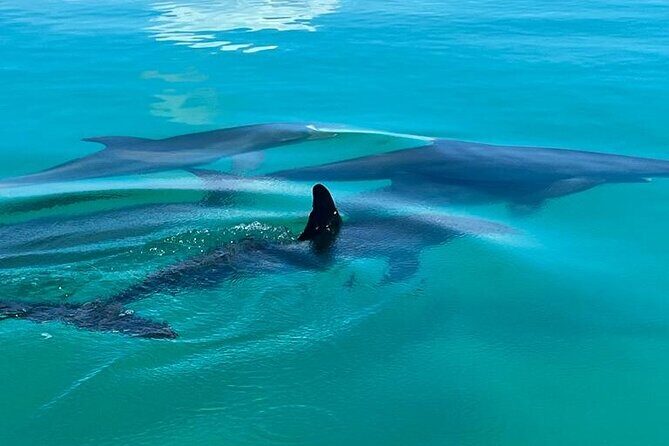 Key West Dolphin & Snorkeling Tour - Small Group - Price and What $135 Buys You in Key West