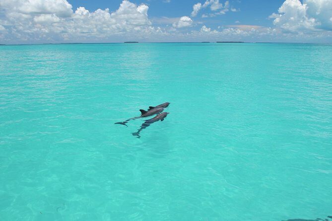 Key West Dolphin Watch and Snorkel Tour - Eco Adventure - Two-in-One Water Time: Dolphins First, Snorkel After