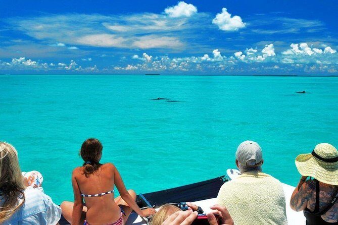 Key West Dolphin Watch and Snorkel Tour - Eco Adventure - The Snorkel Stop in the Gulf Backcountry: What You’ll See (and What You Might Not)