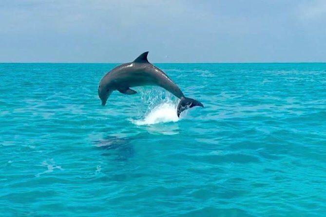 Key West Dolphin Watch and Snorkel Tour - Eco Adventure - Crew Energy, Tips, and the Human Side