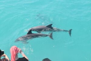 Key West: Dolphin Watching and Snorkeling Sunset Cruise - Dolphin watching around Key West National Wildlife Refuge waters